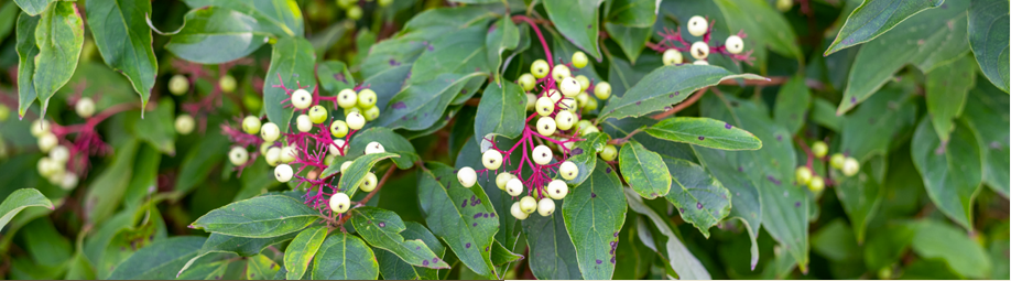 April 2025: Red Osier Dogwood: Red Barked Wonder